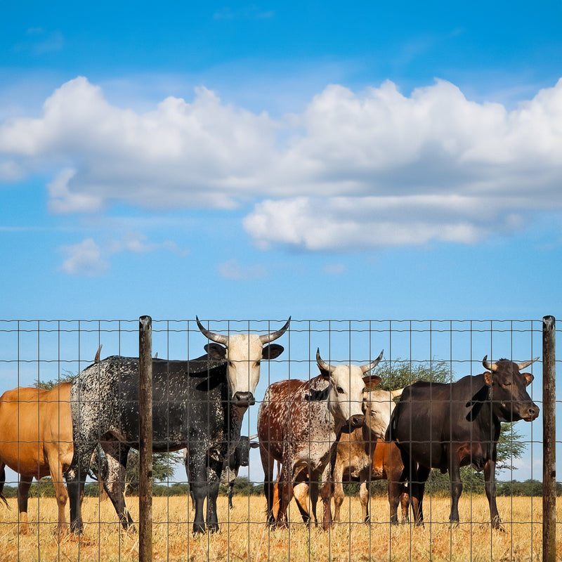 A Fence for a Farm Setting